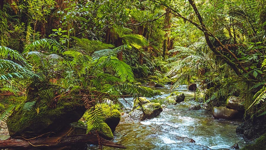 Whirinaki Forest.